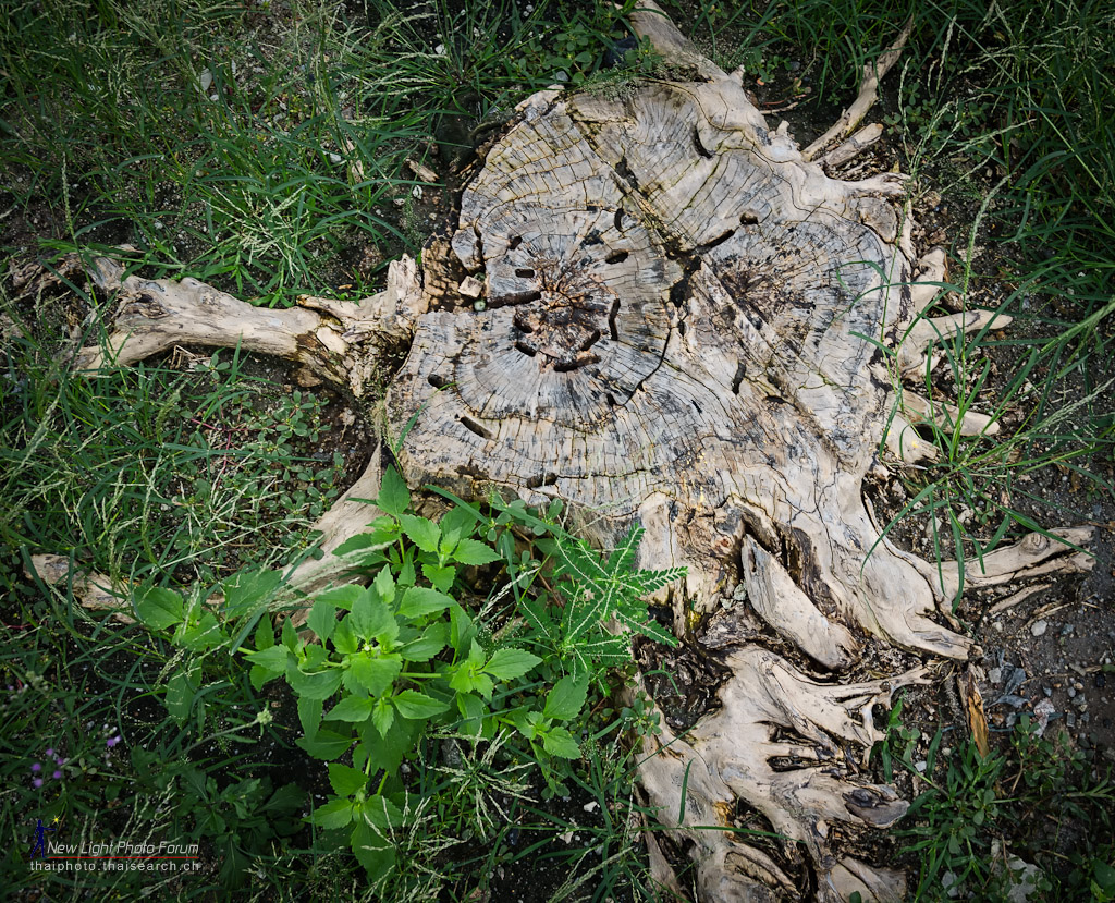 treestump.jpg