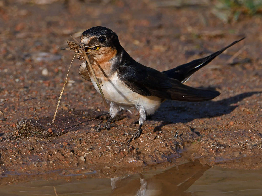 TreeSwallow17.jpg
