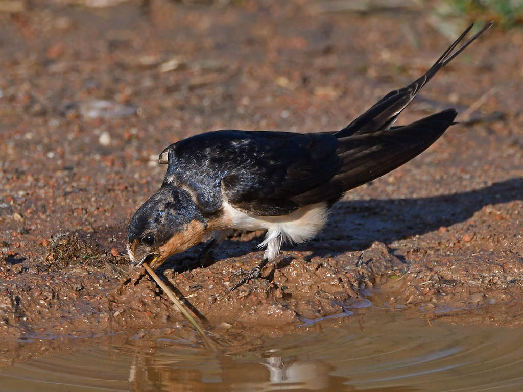 TreeSwallow19.jpg