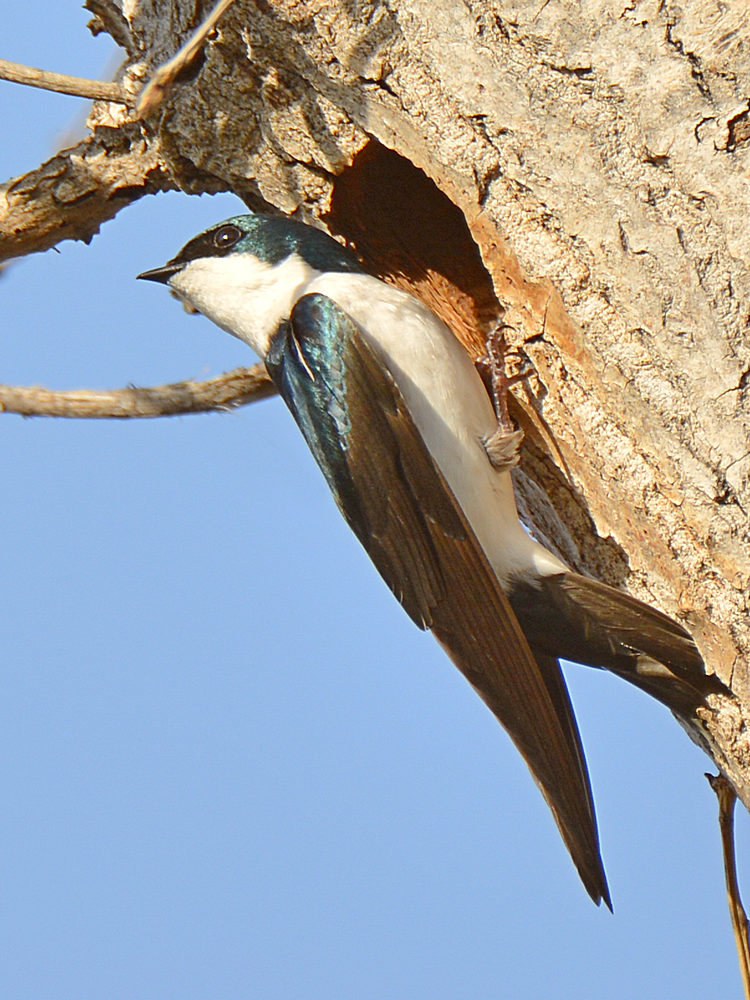 TreeSwallow2.jpg