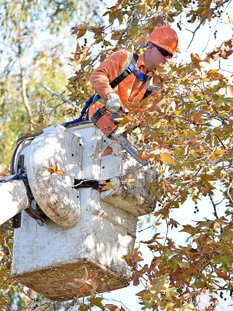TreeTrim.jpg