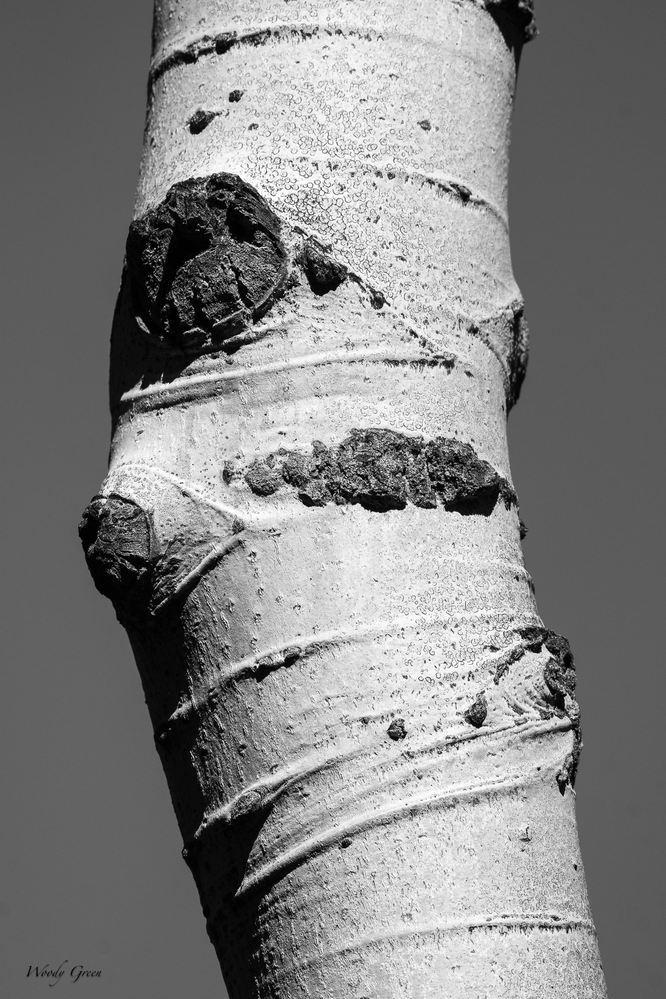 TreeTrunk-199.jpg
