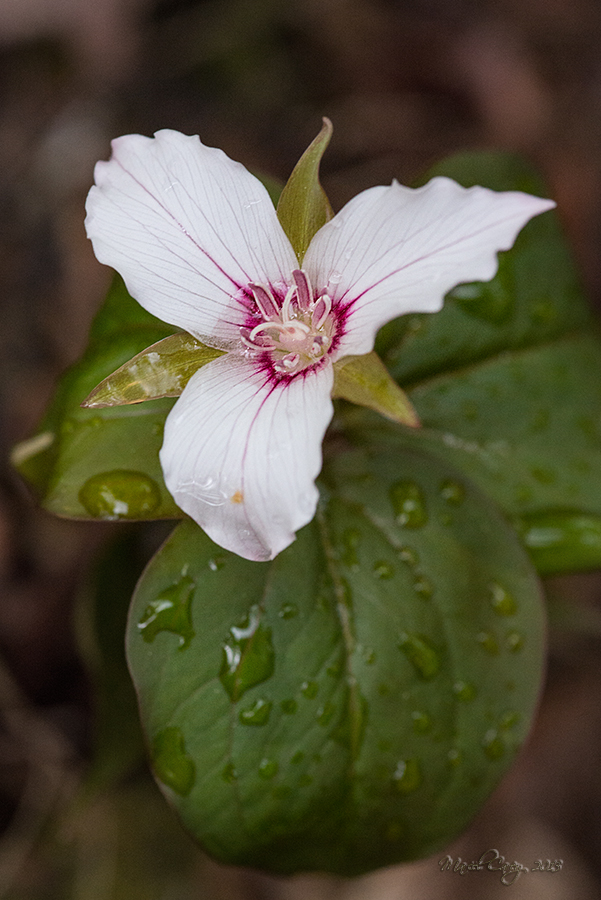 Trillium.jpg