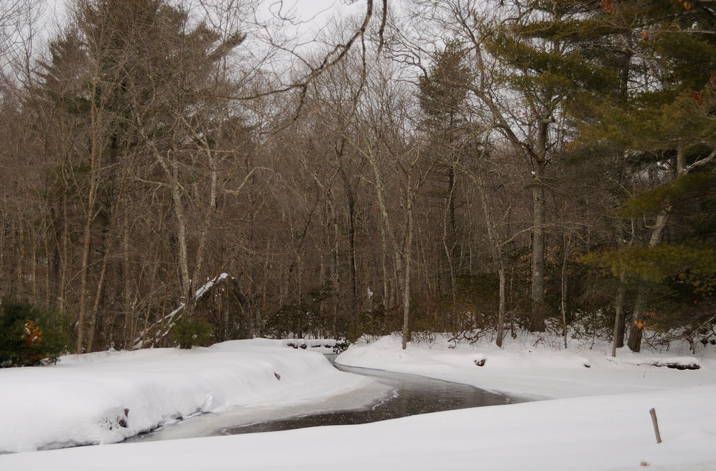 Tripp Corner Stream_00004.jpg