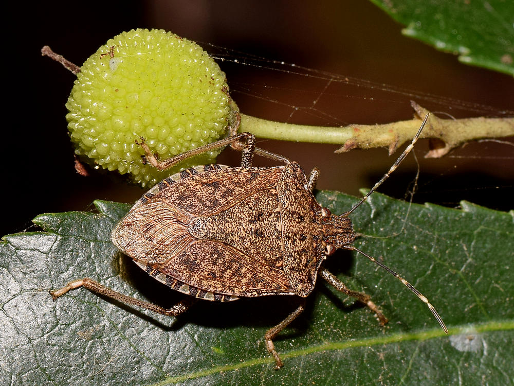 TrueBug.jpg