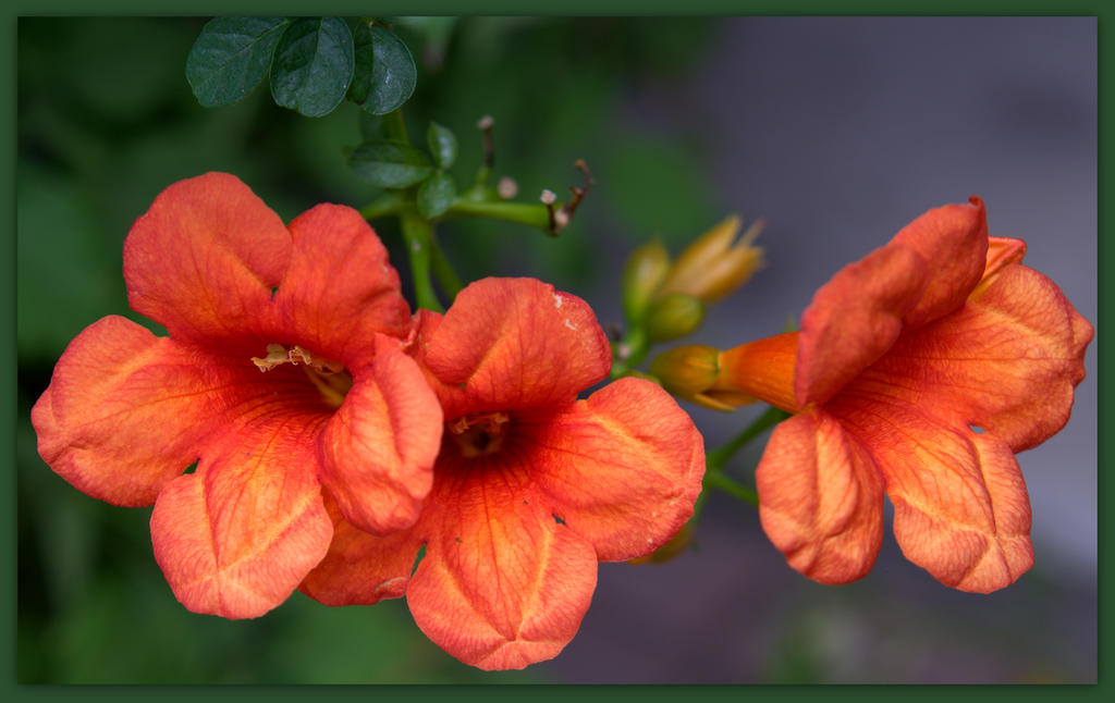 Trumpet Vine.jpg