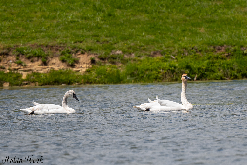 Trumpeter Swan-1624.jpg