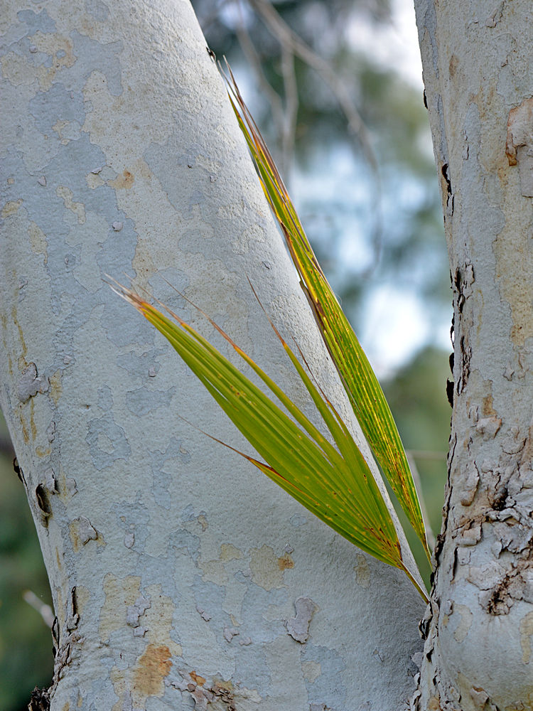 Trunk.jpg