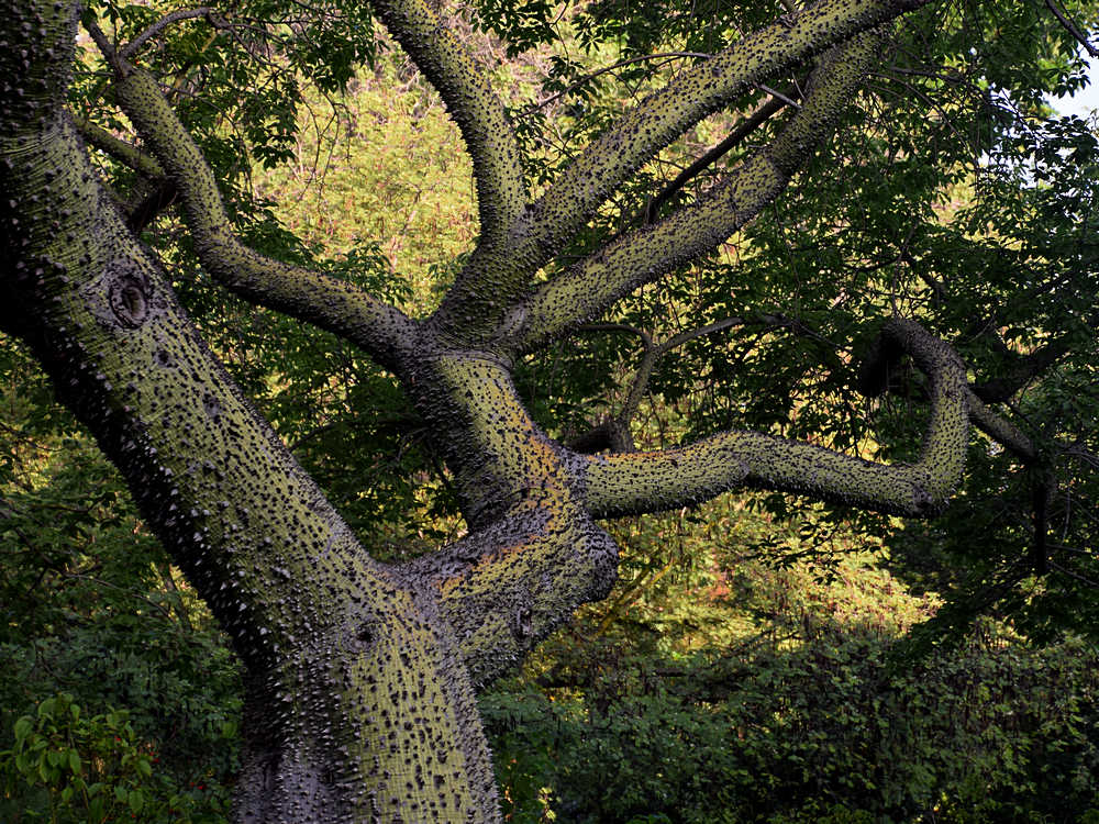 Trunk.jpg