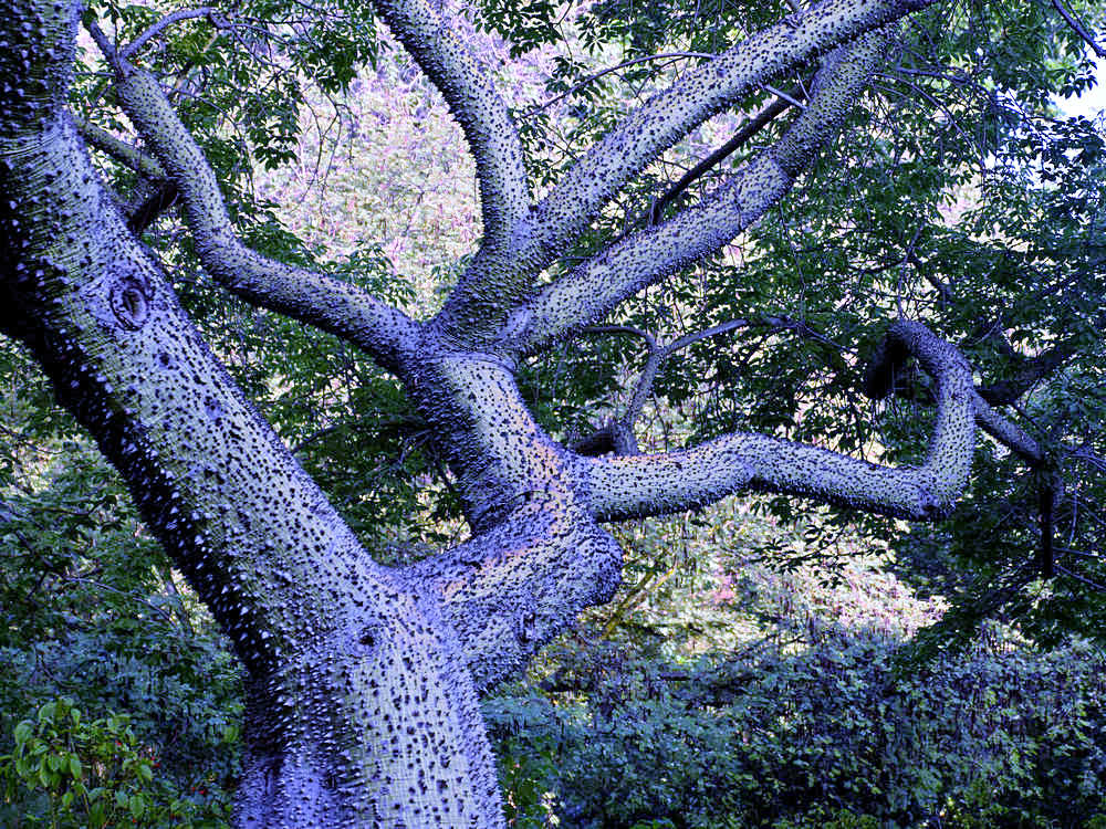 Trunk2.jpg