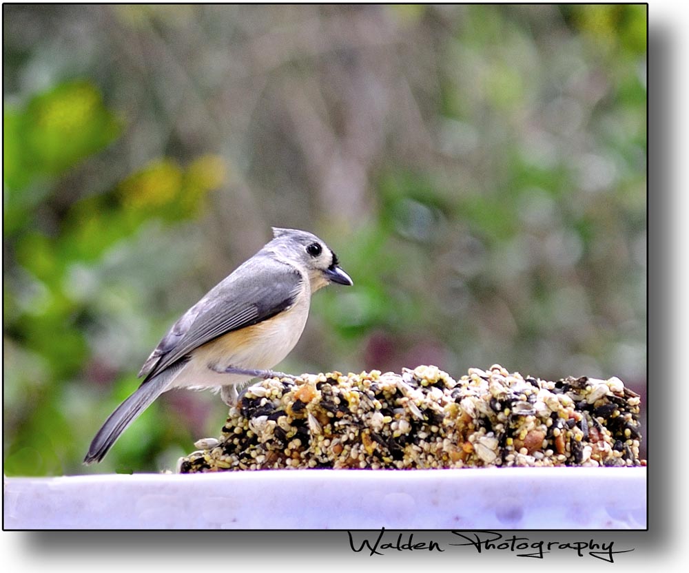 Tufted Titmouse 01.jpg