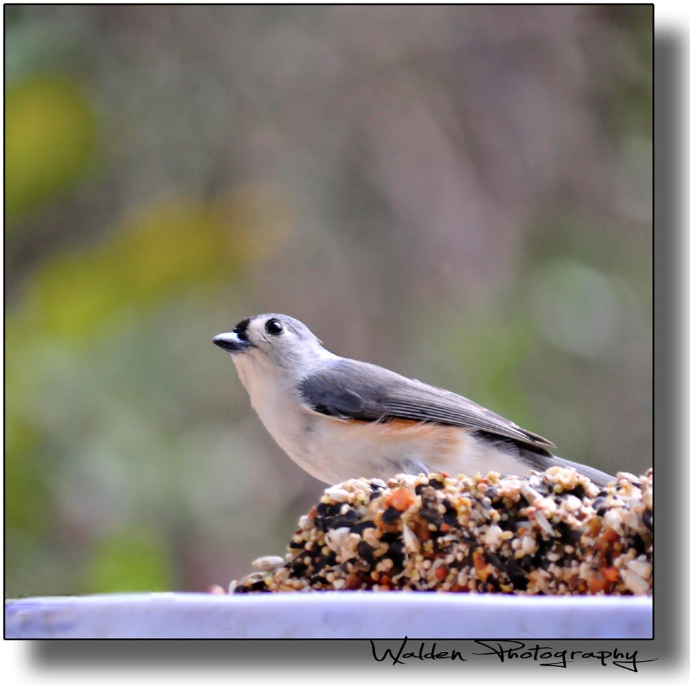 Tufted Titmouse 02.jpg