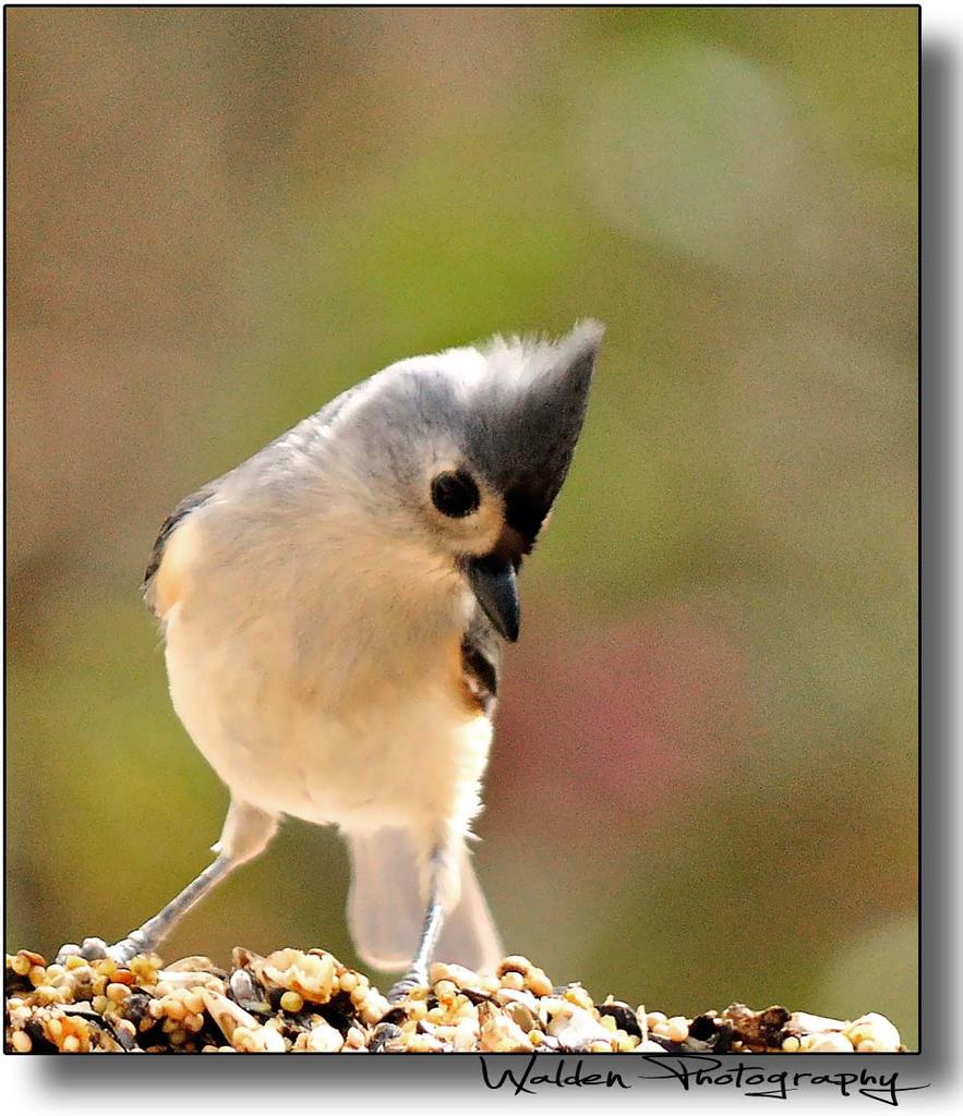 Tufted Titmouse 03.jpg