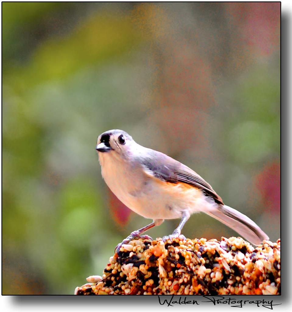 Tufted Titmouse 04.jpg