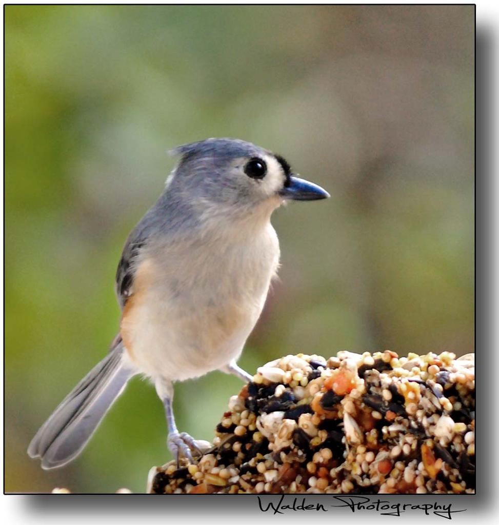 Tufted Titmouse 05.jpg