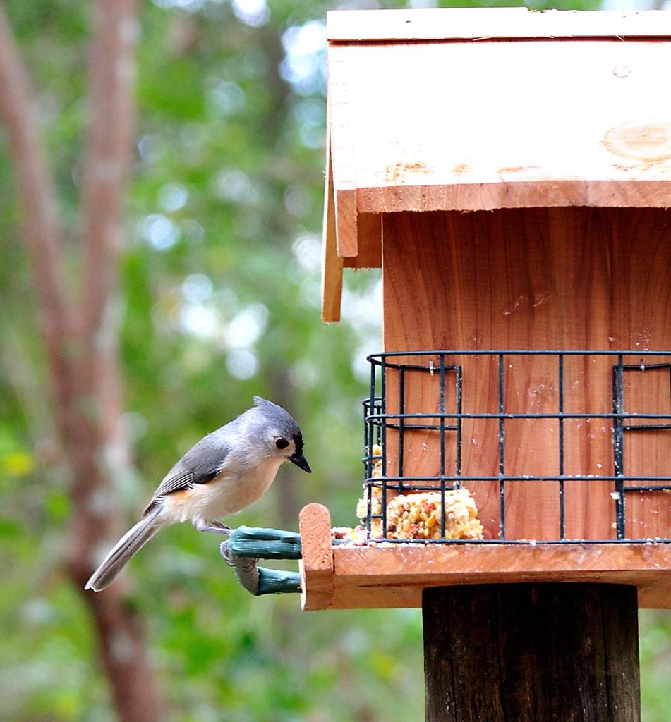 Tufted Titmouse 07.jpg