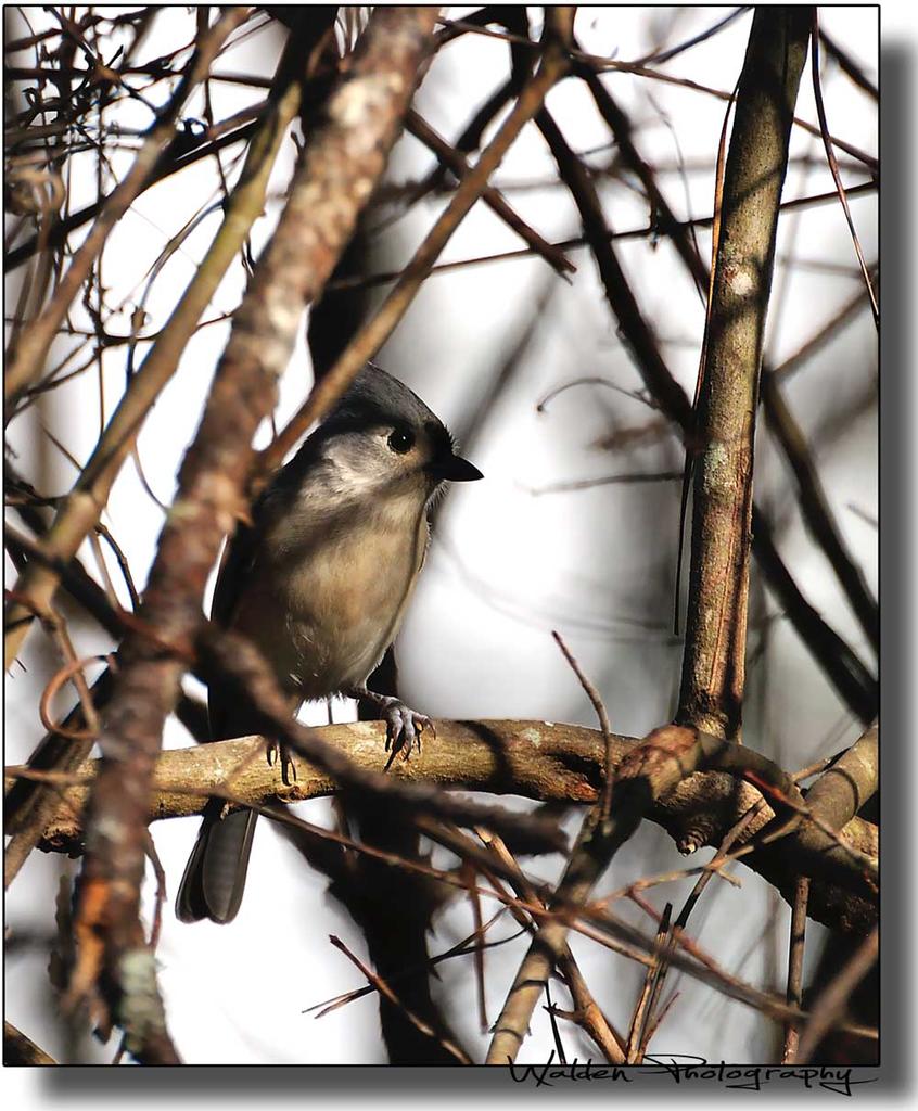 Tufted Titmouse 12.jpg