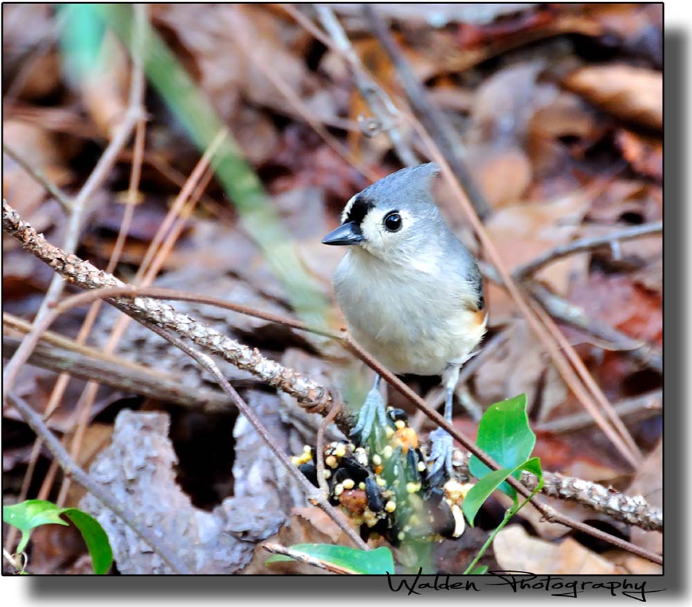 Tufted Titmouse 13.jpg
