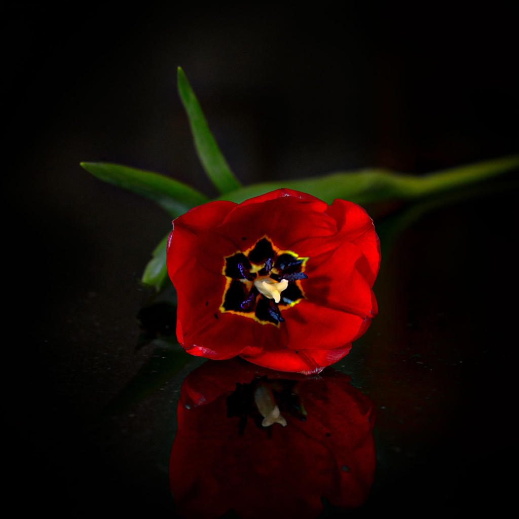 Tulip-1.jpg