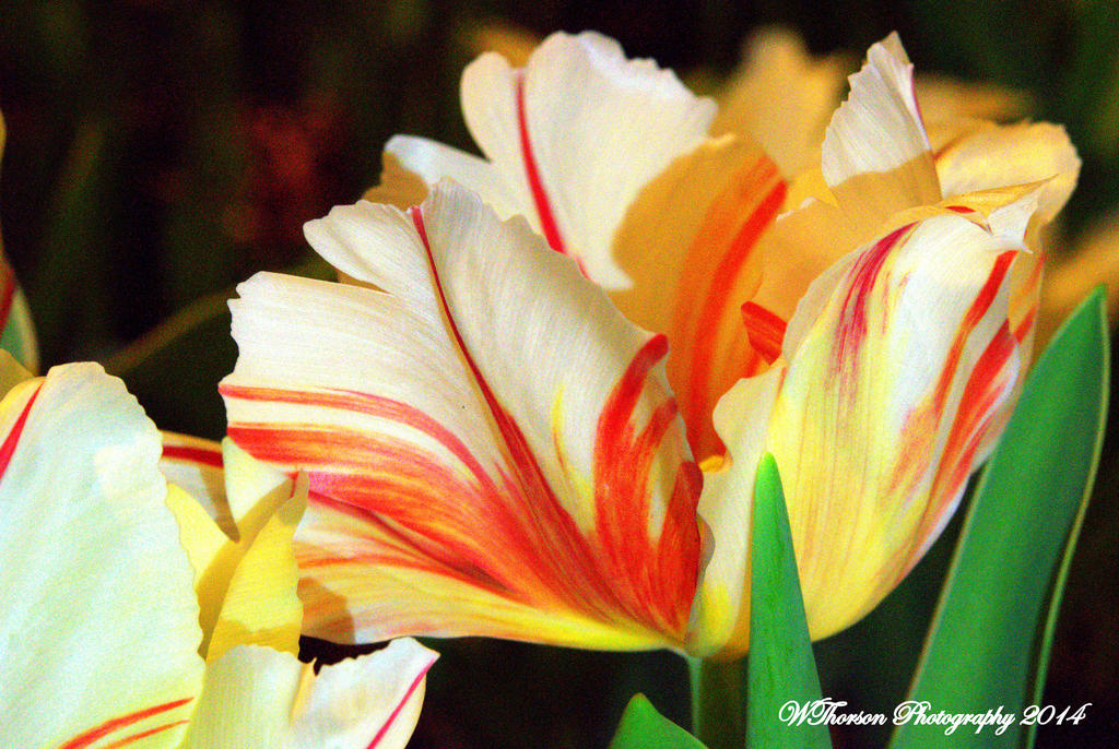 Tulip 2.jpg