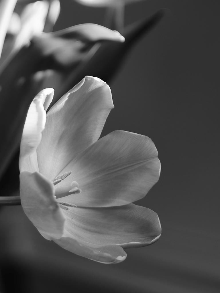 Tulip.jpg