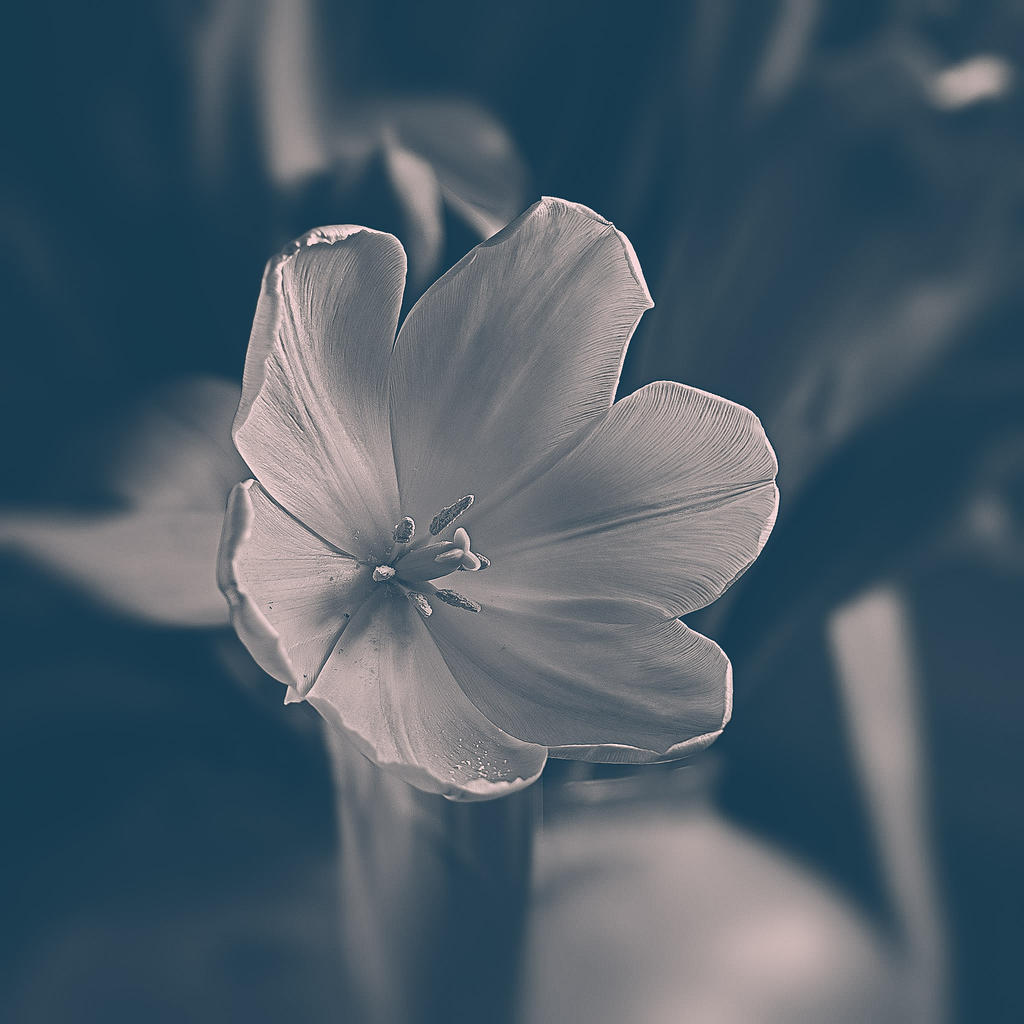 Tulip.jpg