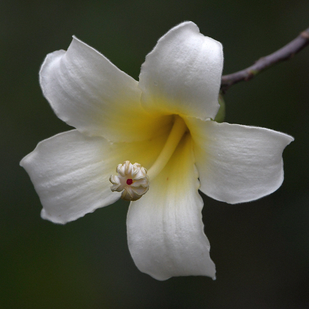 Tulip2.jpg