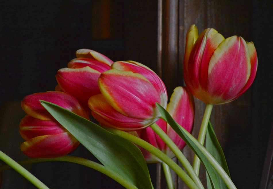 tulip2.jpg