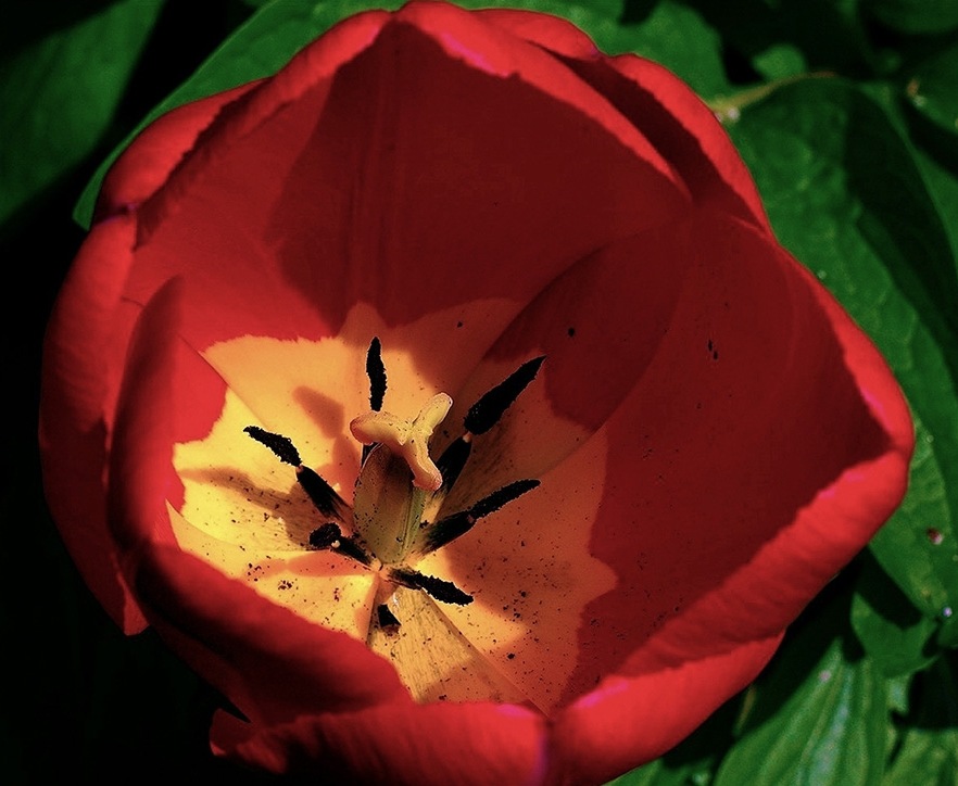 Tulip3b.jpg