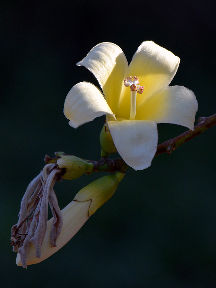 Tulip_2015_12_16.jpg