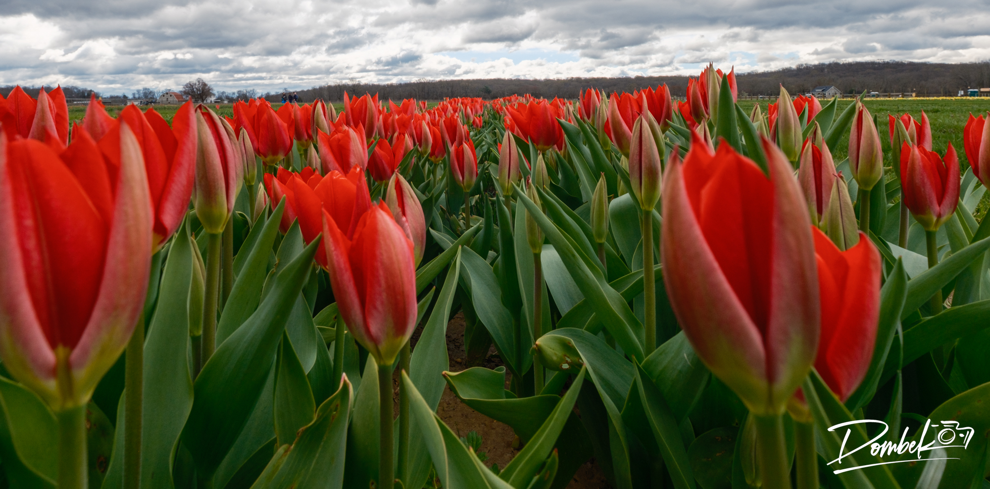 Tulip_Picking_Banner.jpg