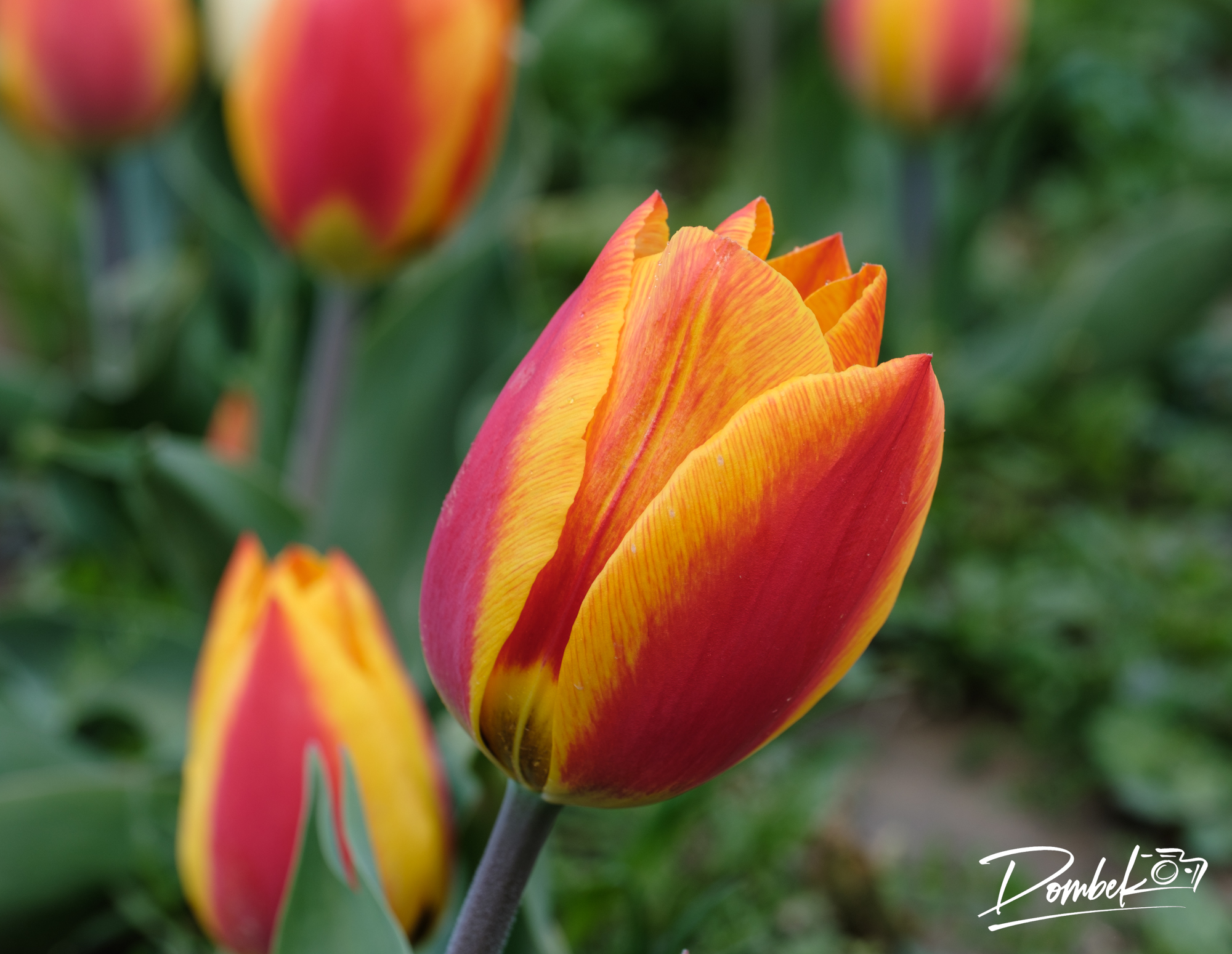 Tulip_Picking_Bulb.jpg