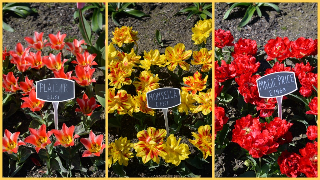 TULIPS BARNS DAY2.jpg