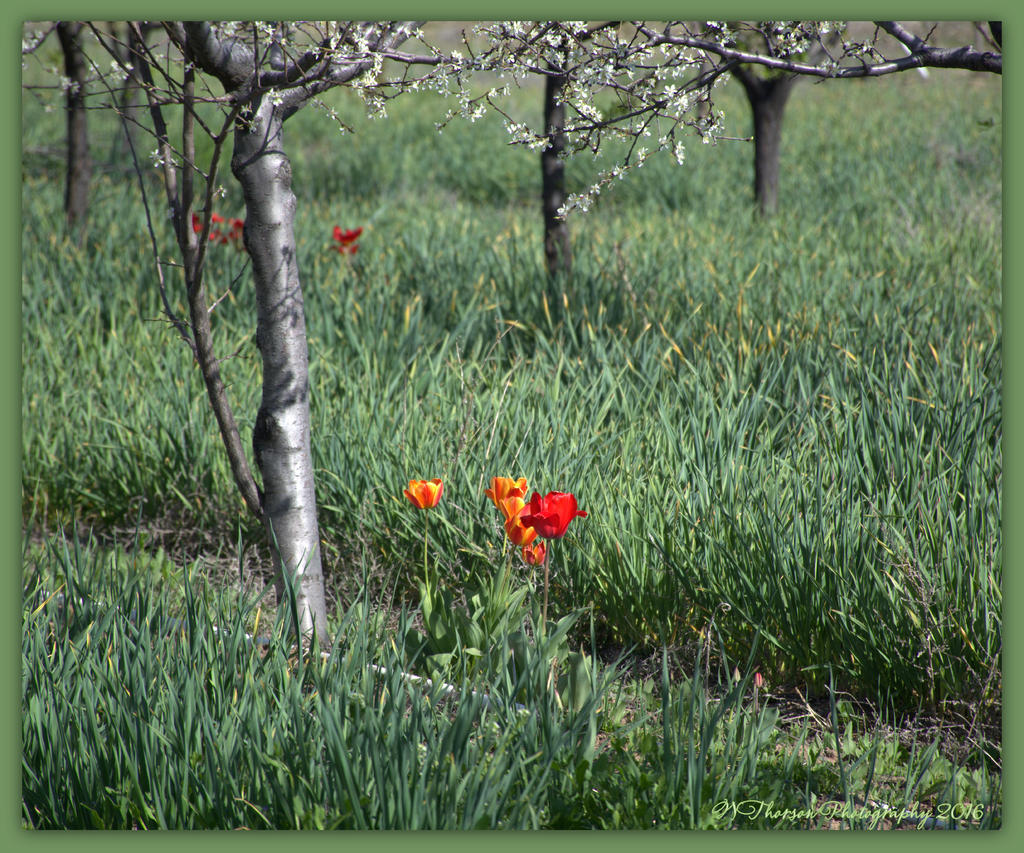 Tulips in an Orchard 4-21-2016.jpg