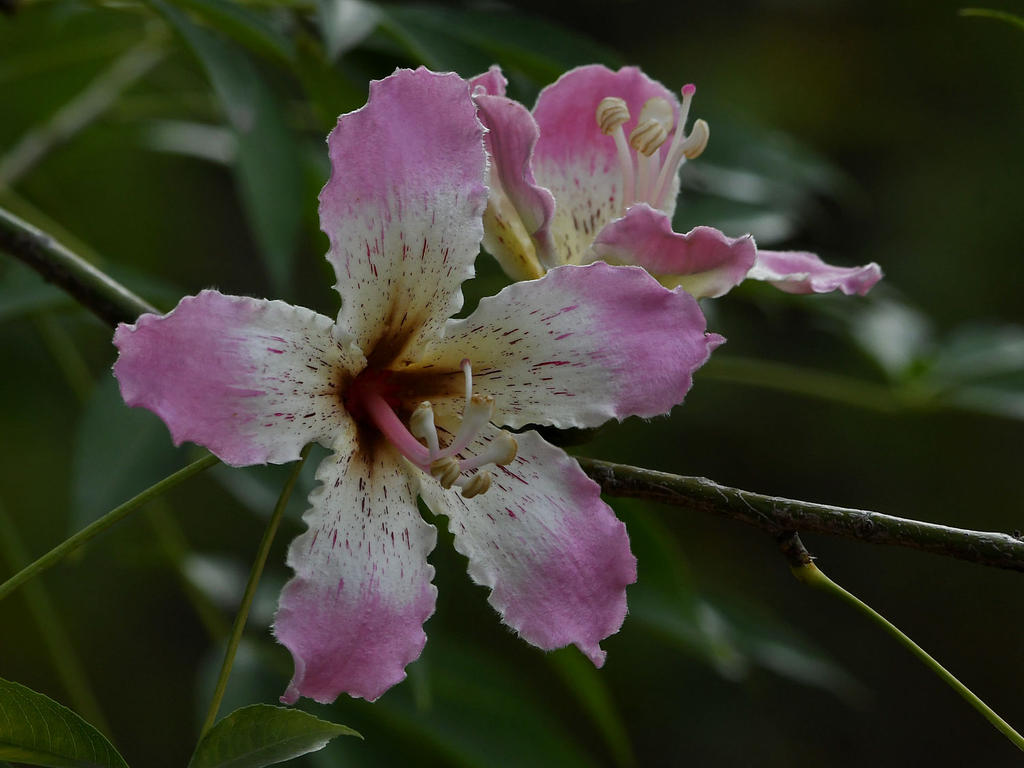 TulipTree.jpg