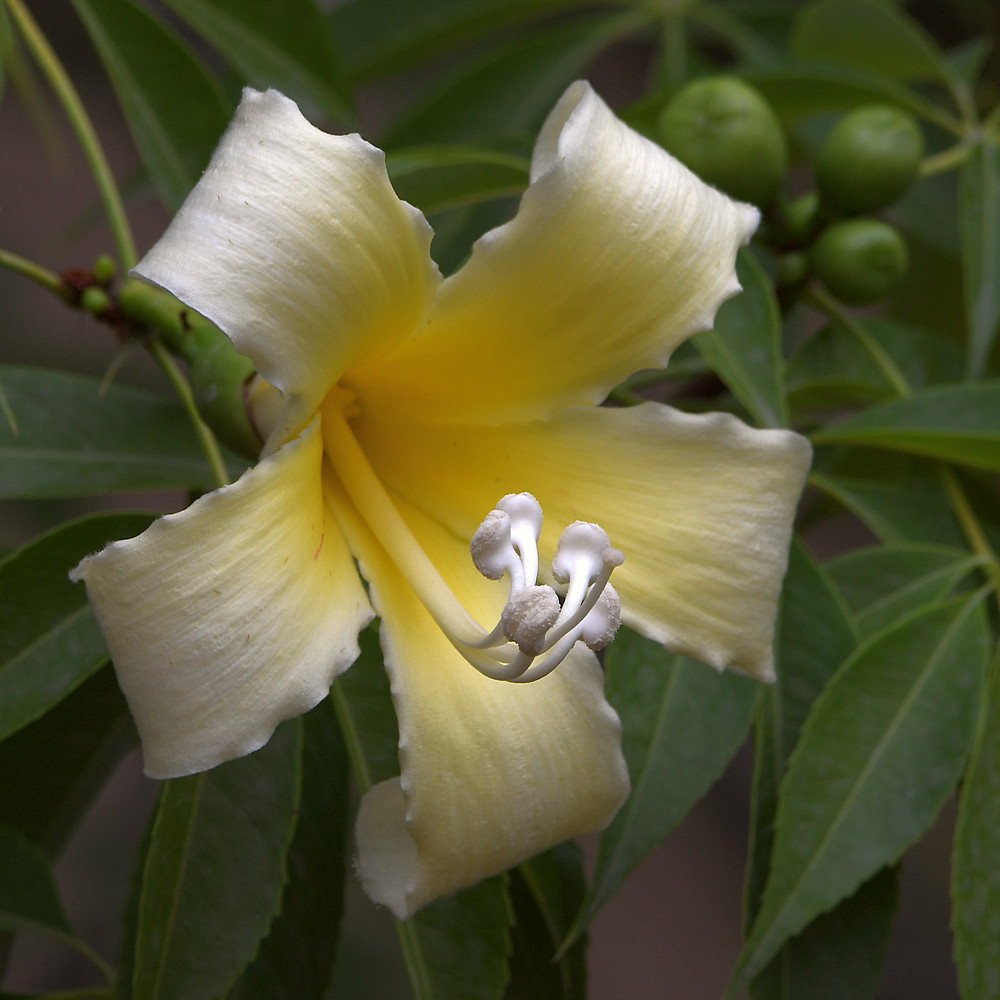 TulipTree2.jpg