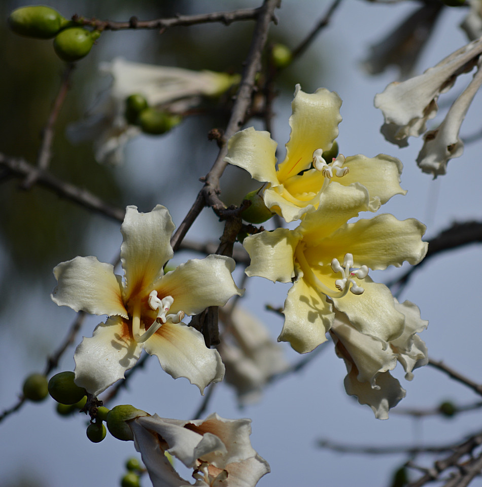 TulipTree23Nov.jpg