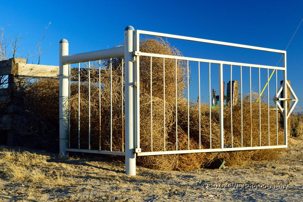 tumbleweed-cr_2016-01-03_D53_DSC_2950.jpg