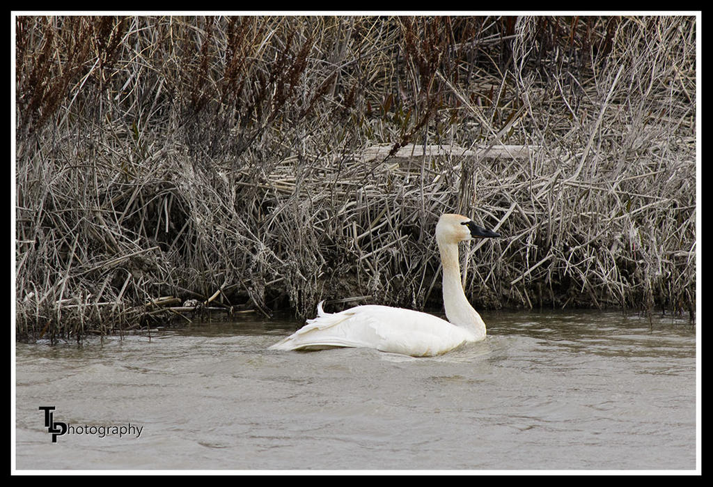 Tundra Swan.jpg