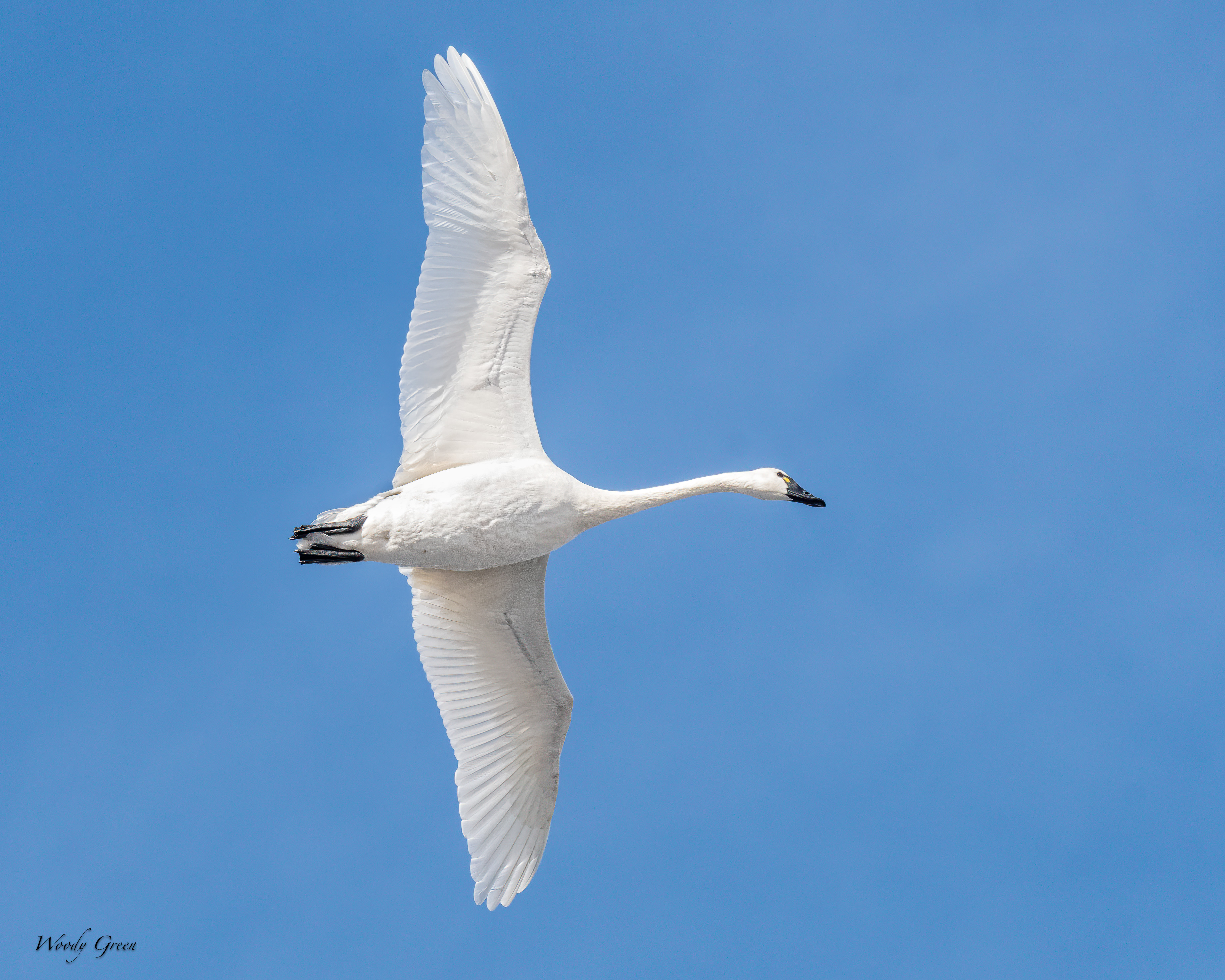TundraSwan-170.jpg