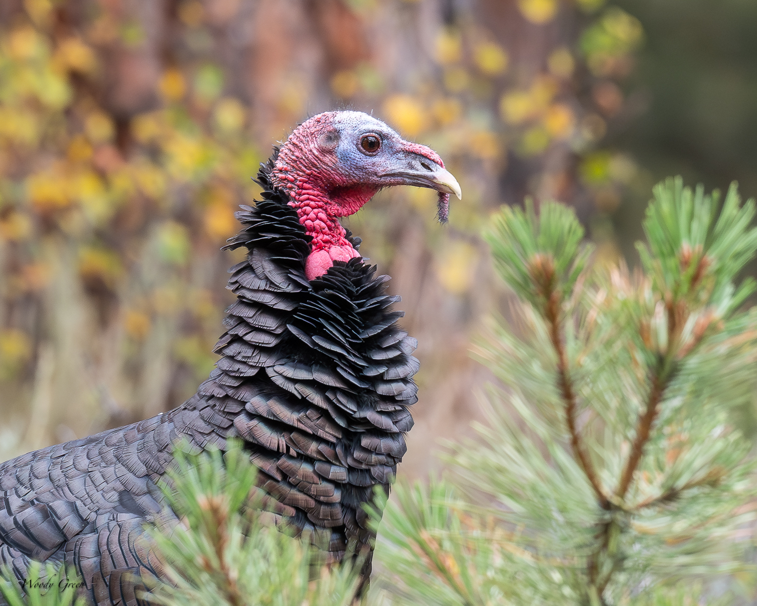 Turkey-295.jpg