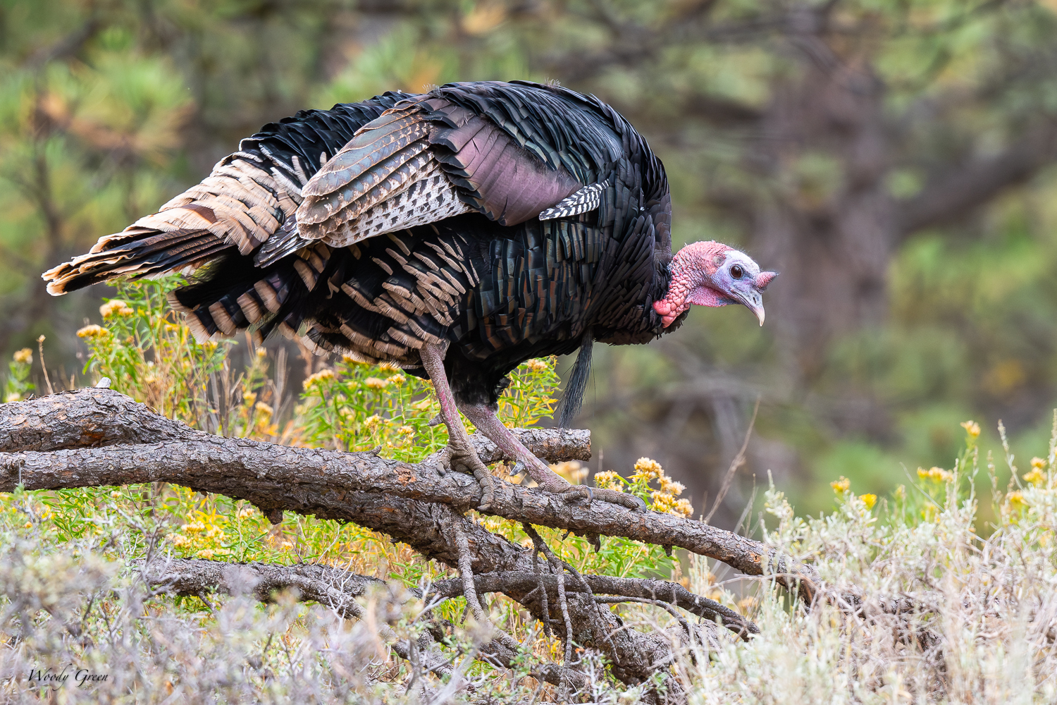 Turkey-296.jpg