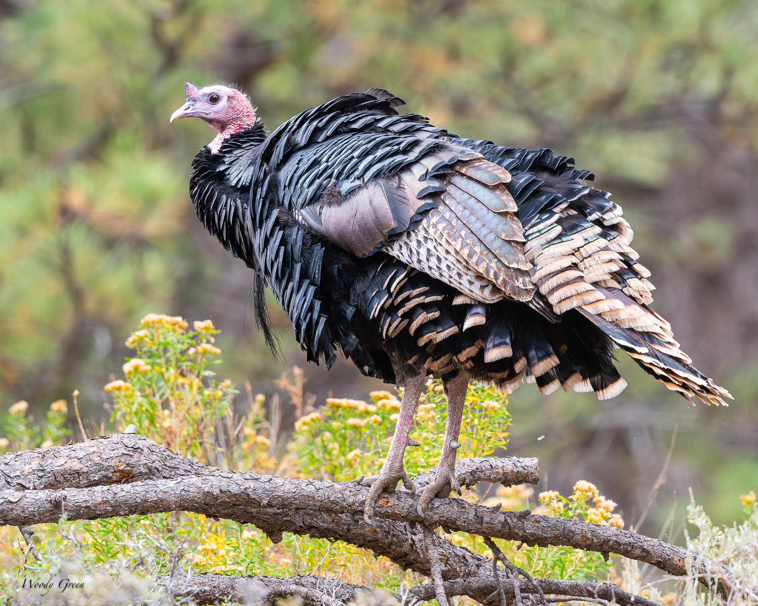 Turkey-297.jpg