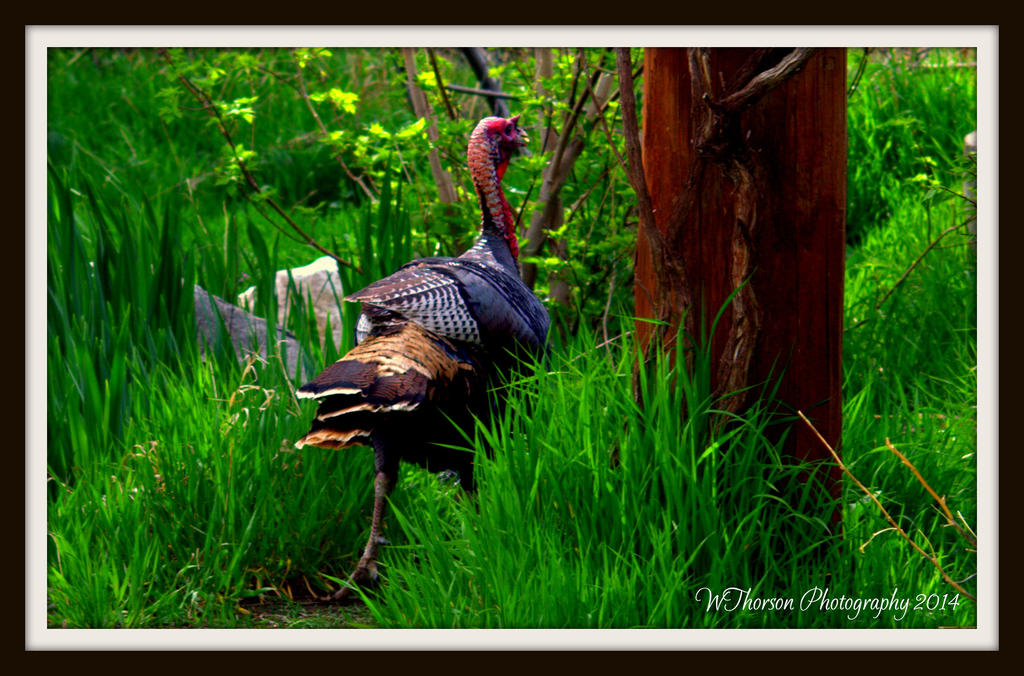 Turkey at Nature Center.jpg