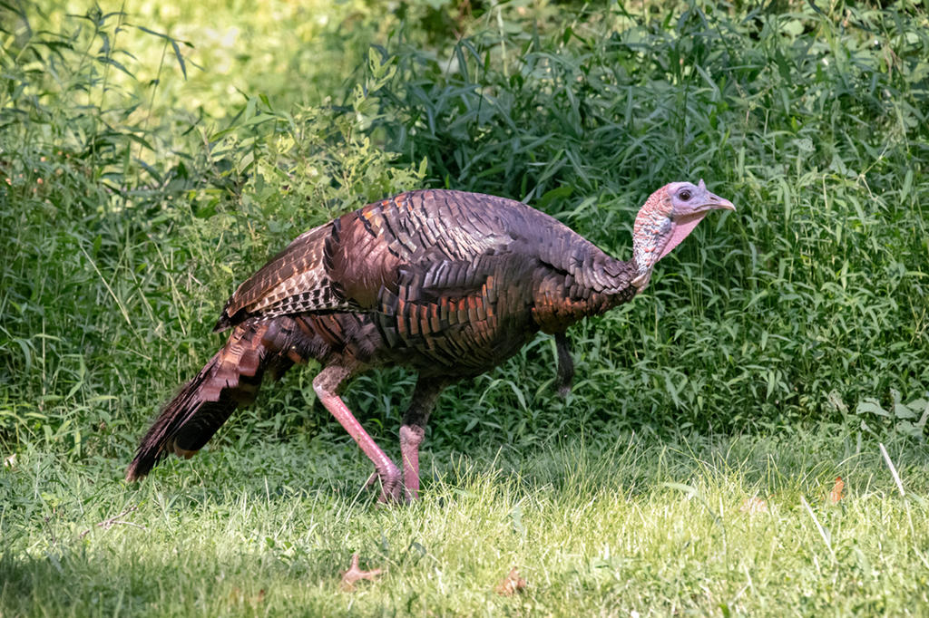 Turkey Dinner!.jpg