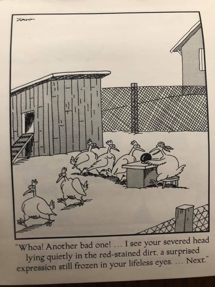 Turkey reading.jpg
