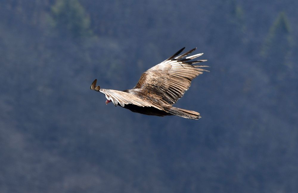 turkey vulture 1 - 1000.jpg