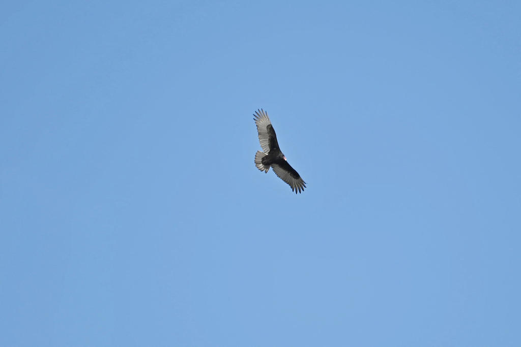 Turkey Vulture.jpg