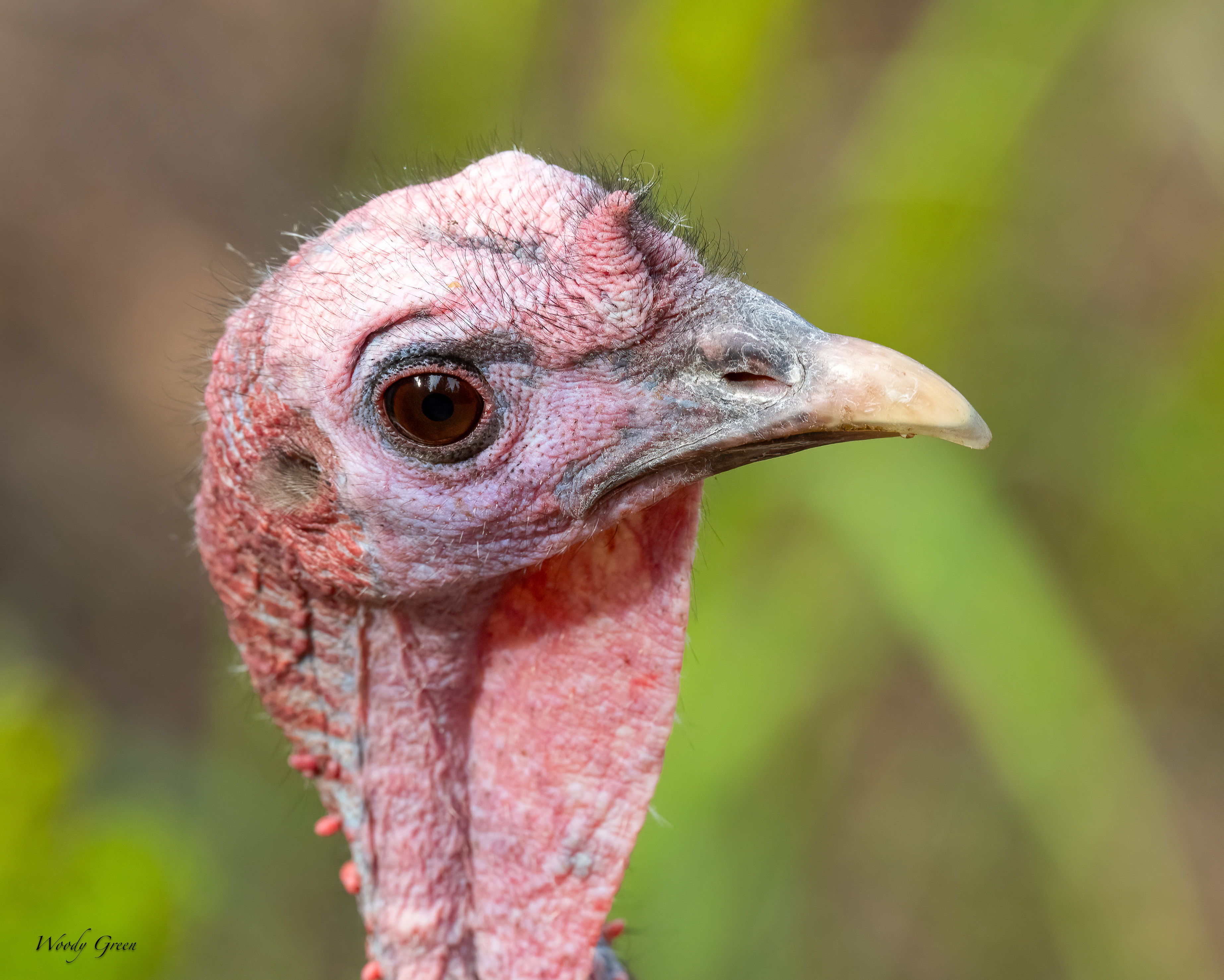 TurkeyHead-15.jpg