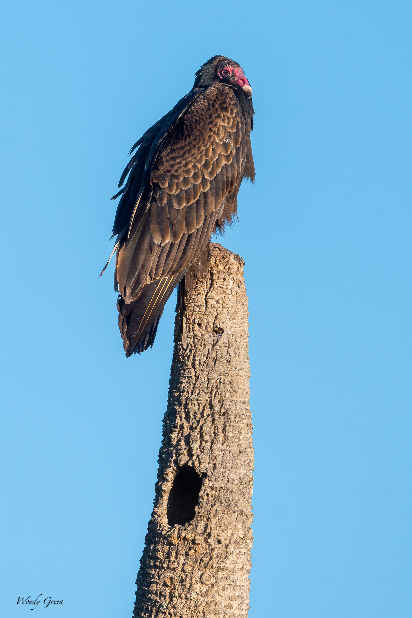 TurkeyVulture-631.jpg